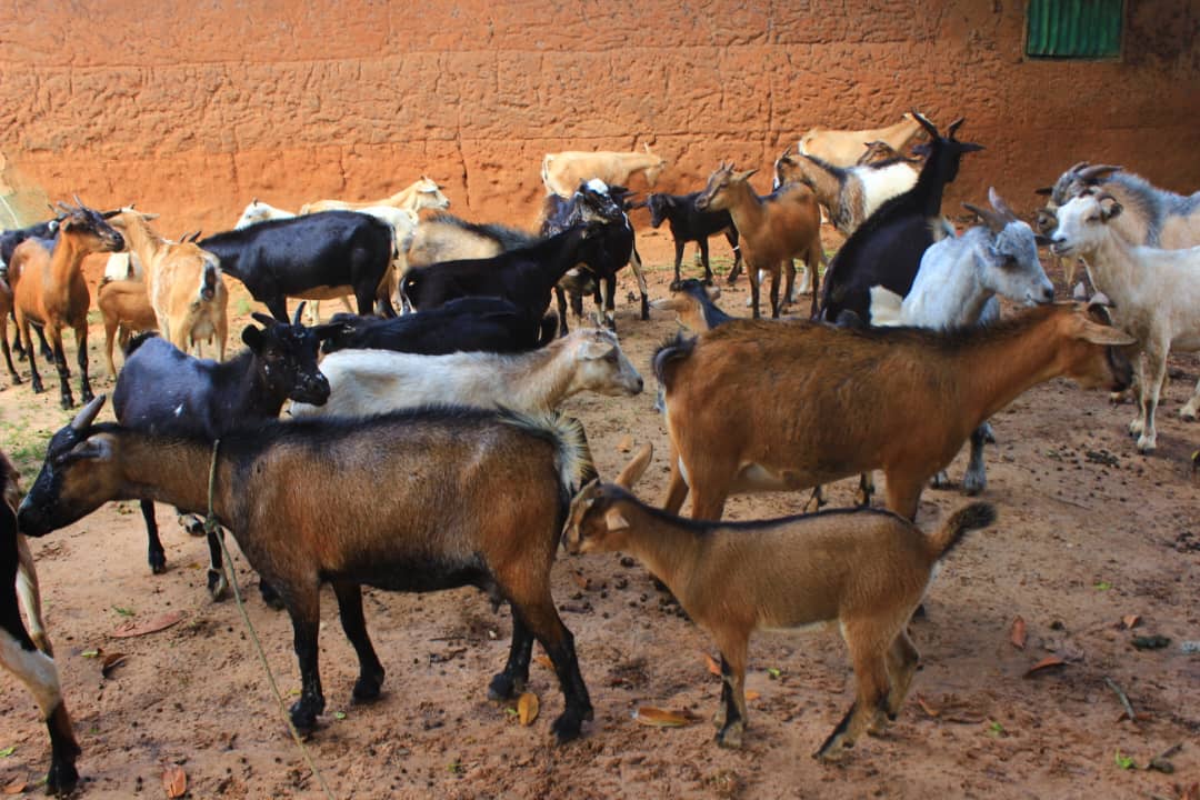 P2-P2RS - The Gambia tweet media