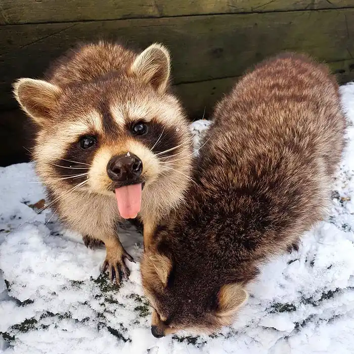 _ThatRacc_'s tweet photo. RACCTOBER DAY 14!

DO YOU LIKE RACCOONS? I LIKE RACCOONS. DO YOU LIKE RACCOONS? I LIKE RACCOONS. DO YOU LIKE RACCOONS? I LIKE RAC- https://t.co/E9FaGWMKZV