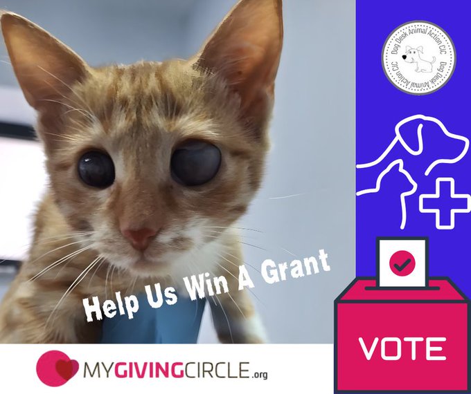 DogDeskAction's tweet photo. Troy is trying to win us £3,000 please vote for him💛
Vote here 👉https://t.co/4WdRNs6HqX
Your vote costs nothing but means everything. 🙏
#VoteForTroy #RescueCats #CompassionInAction #AnimalWelfare https://t.co/GYEtKxNQuX
