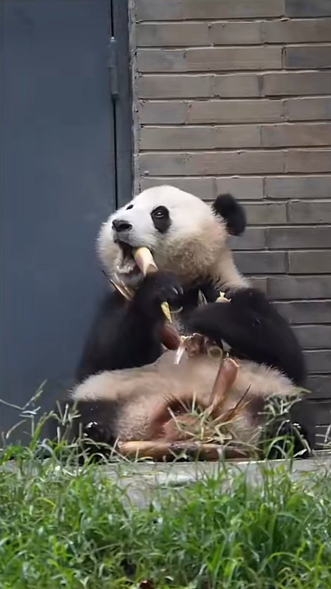 Cutie Qing Bao has grown up so much, from the girl who looked after her brother and Lele to opening her heart to her keepers in DC.