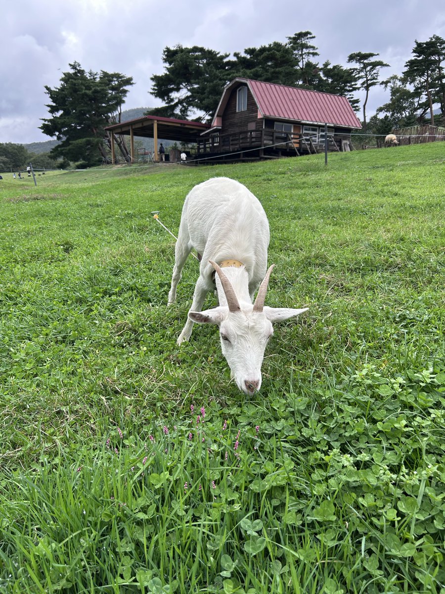 ワンちゃんと一緒にお邪魔させていただきました
料理も美味しくて、お風呂も気持ちよかったです
大変お世話になりました
 #旅館 源兵衛
 #遠刈田温泉
 #宮城県刈田郡蔵王町
 #蔵王ハートランド