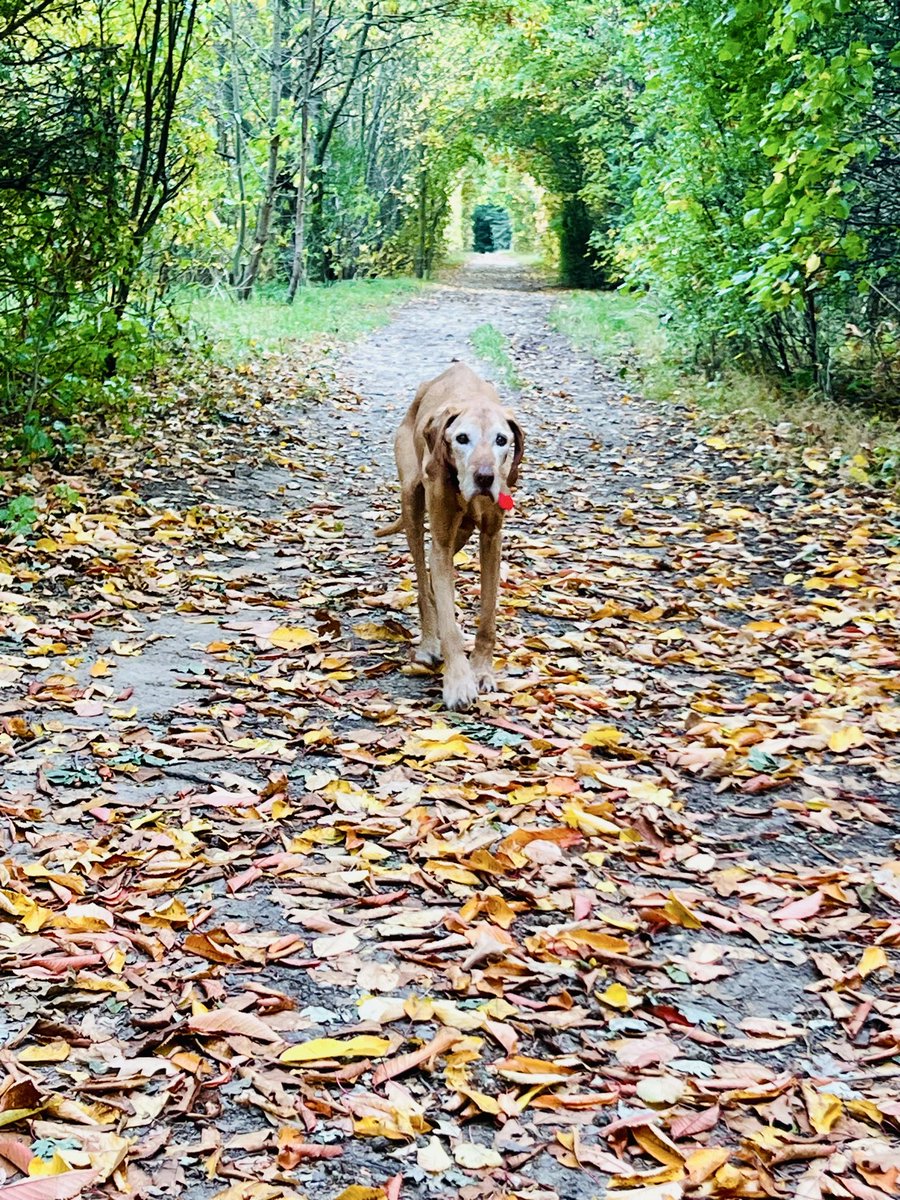 Never get tired of this walk in the autumn how long I will continue to have my faithful companion though is another matter at 16.5 she is truly a blessing ❤️ #treeclub #Autumn