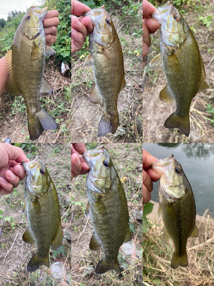 沼からのKN川

沼では2本　KN川では超ピンポイントで10本❗️サイズもそこそこ👌

KK川行く前につぬけた😆

でかラージ求めてKK川へ移動！

#mittyunのアドバイス通り
#座ったまま釣ってた
#水深7m越え