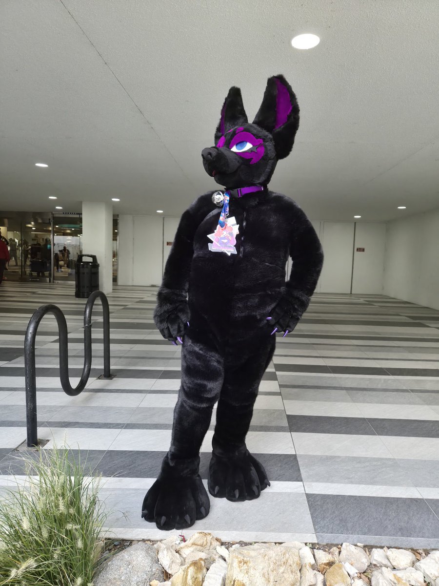 And the first version of my anubis suit is done.. Hole body suit is made of strech fur to see how it holds up