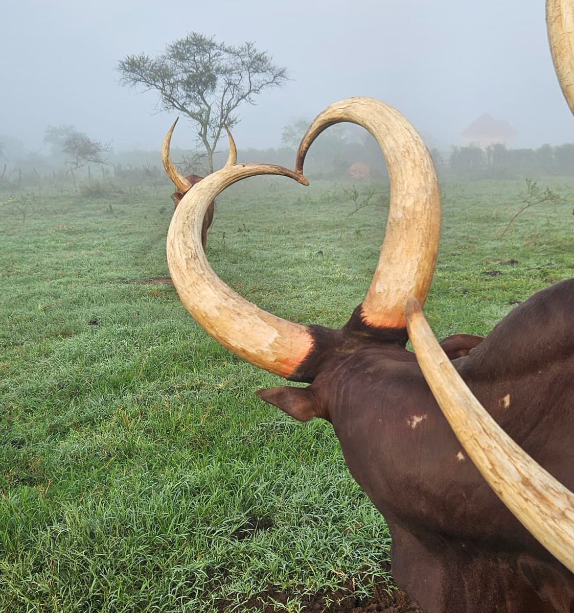 Good morning fam, let's have a thread of such beauty✨❤