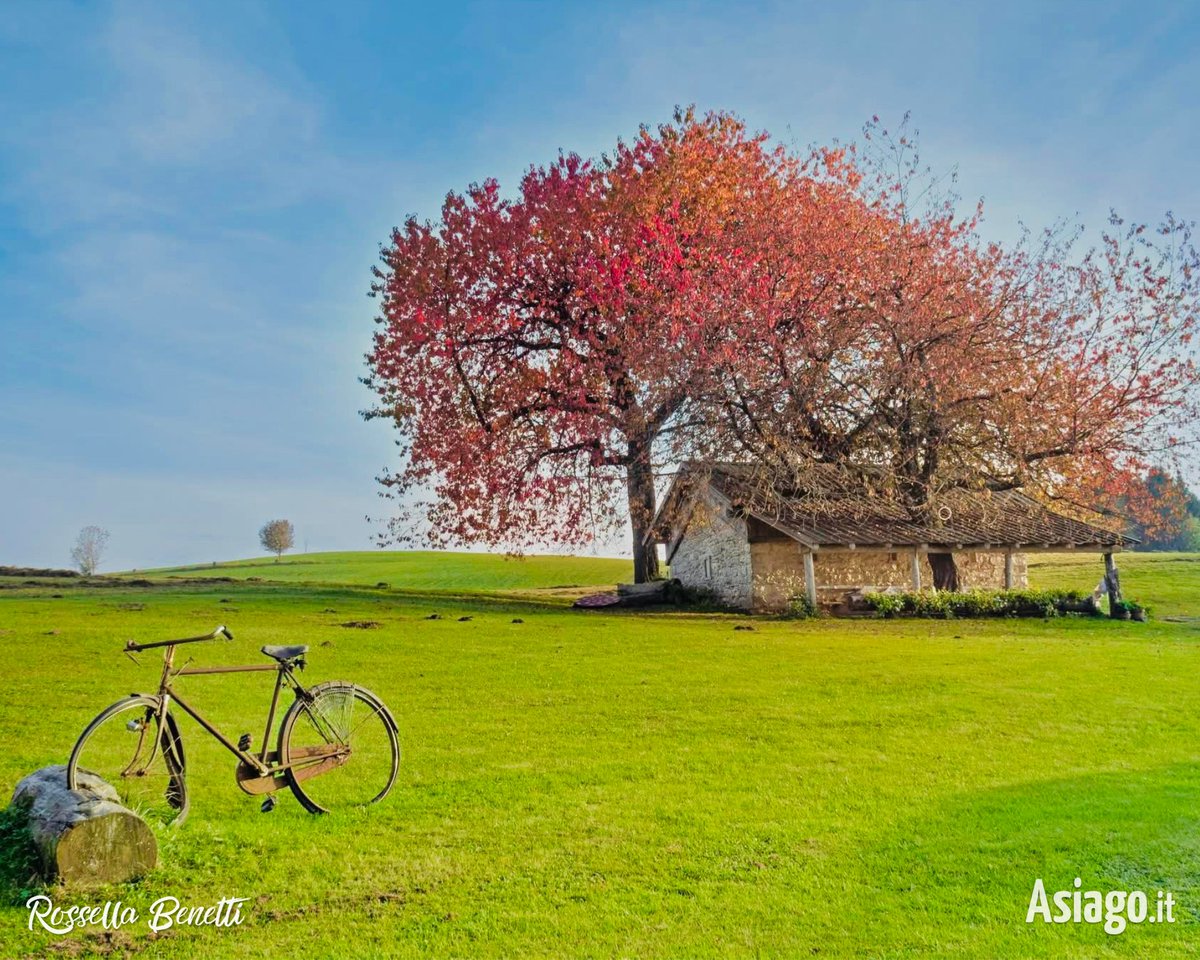 AsiagoIt's tweet photo. «Autunno, splendido autunno…» 🍁🧡🍂 Con queste parole Rossella Benetti accompagna il suo scatto.
Il Cason delle Meraviglie, avvolto dagli alberi in fiamme, una vecchia bici... Ne siete rimasti incantati anche voi?
#Asiagoit #Roana #TrescheConca #autunno https://t.co/RPaSYKd6a1