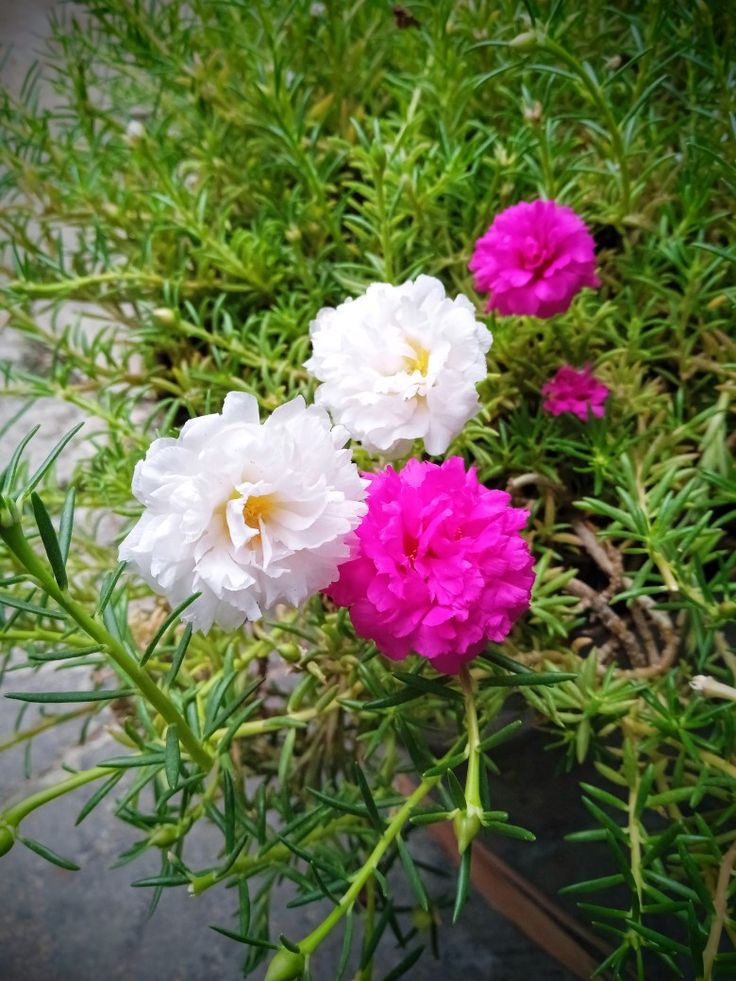 Maims668708's tweet photo. So beautiful flower 😍 https://t.co/DW9vXd58wl