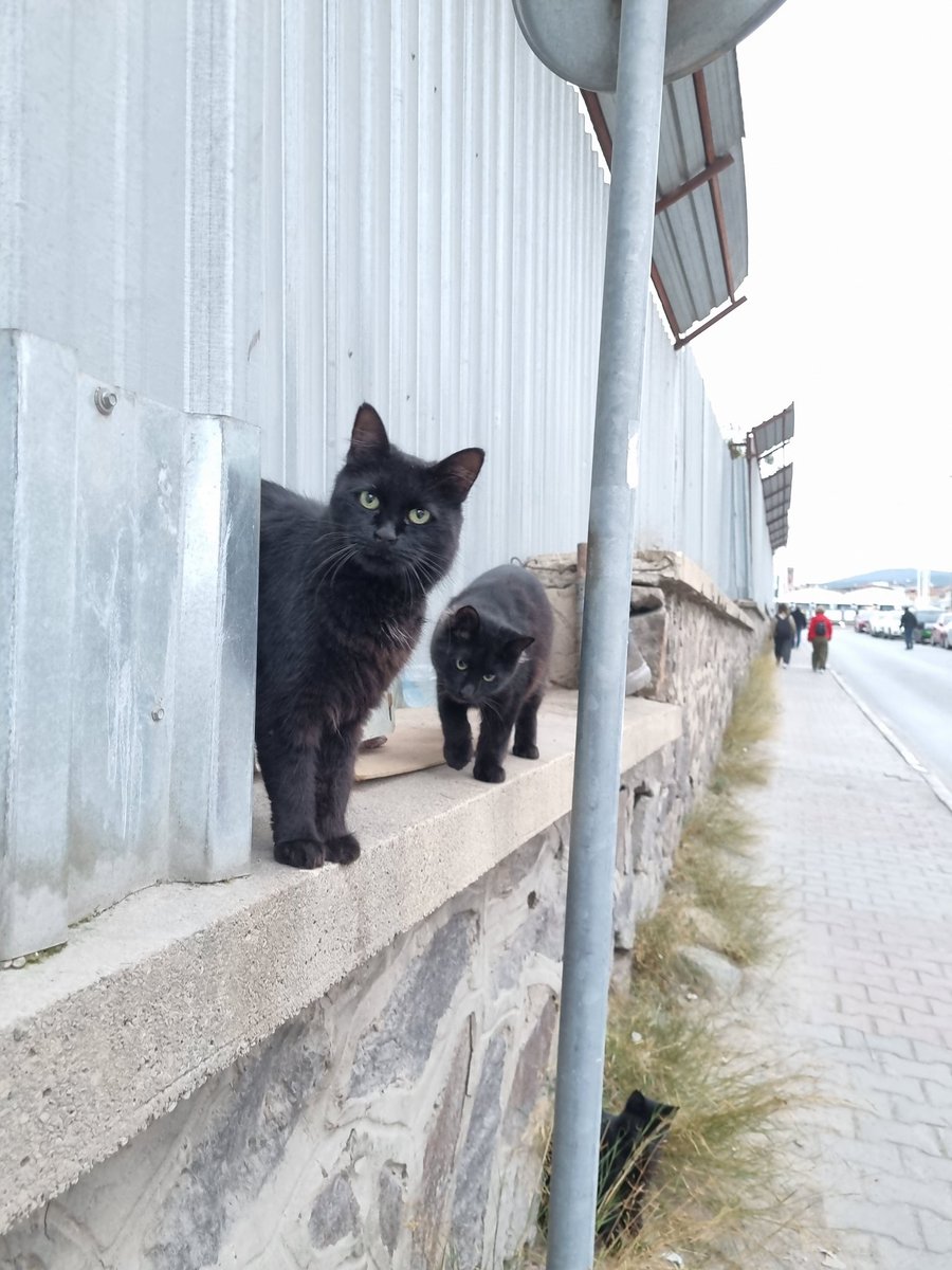 Benimkilerle günaydınlaştık ♡
#günaydın #salı #sokakkedisi