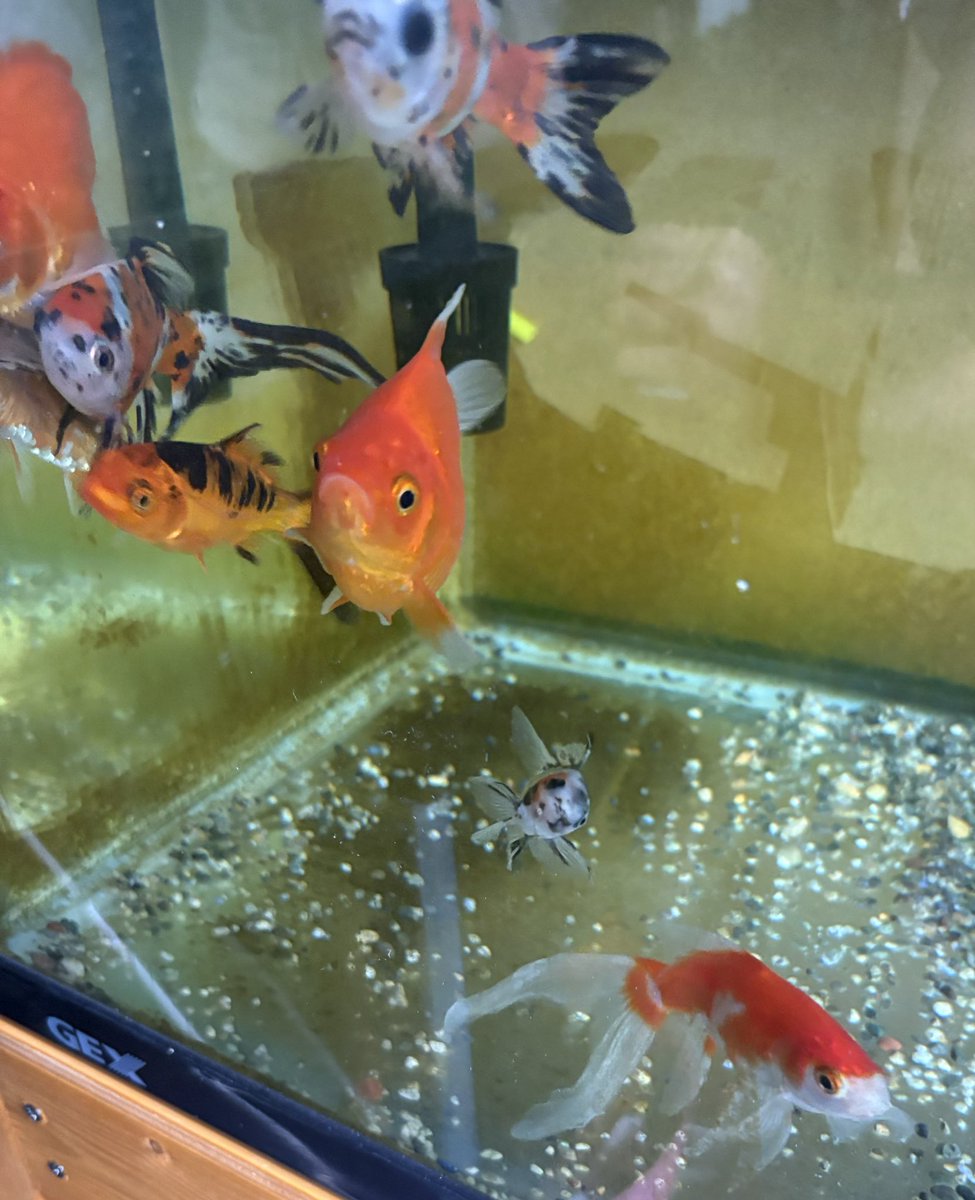 実は最近ジンのヒレが大きく欠ける事件があったため、鯉ちゃん水槽から長物水槽にお引っ越ししました。
小さいから虐められたのかな…元気はあるのでパラクリアをあげつつ様子を見ることにします🤔