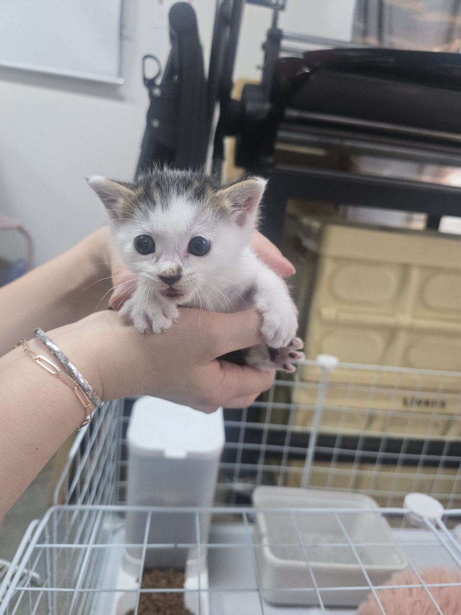 순대(구:조랭)를 처음 만났던 날
순대는 제 작업실 앞 길고양이 급식소에 노끈으로 묶여있던 아이였답니다 😇