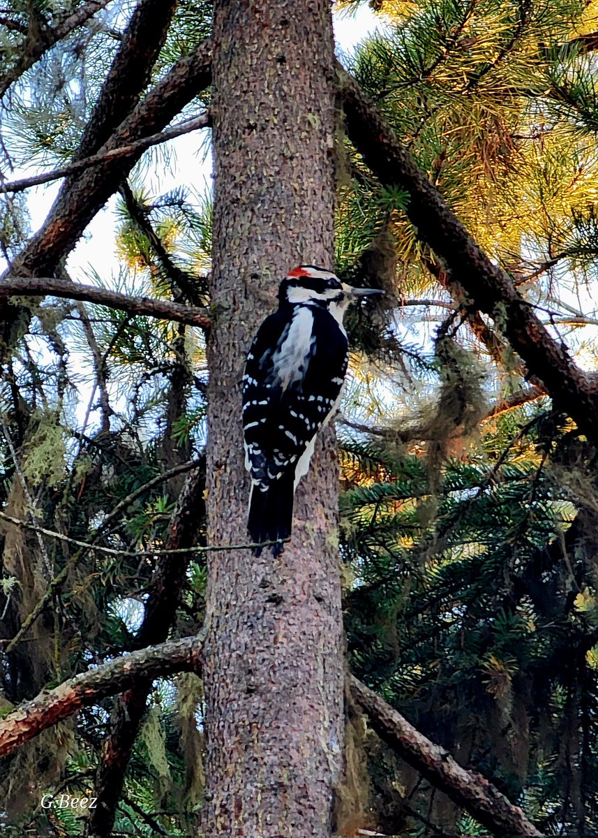 beesley_gillian's tweet image. Have a terrific Tuesday, twitterpals.  Take care, and stay kind. 😇 #woodpecker #birdlover