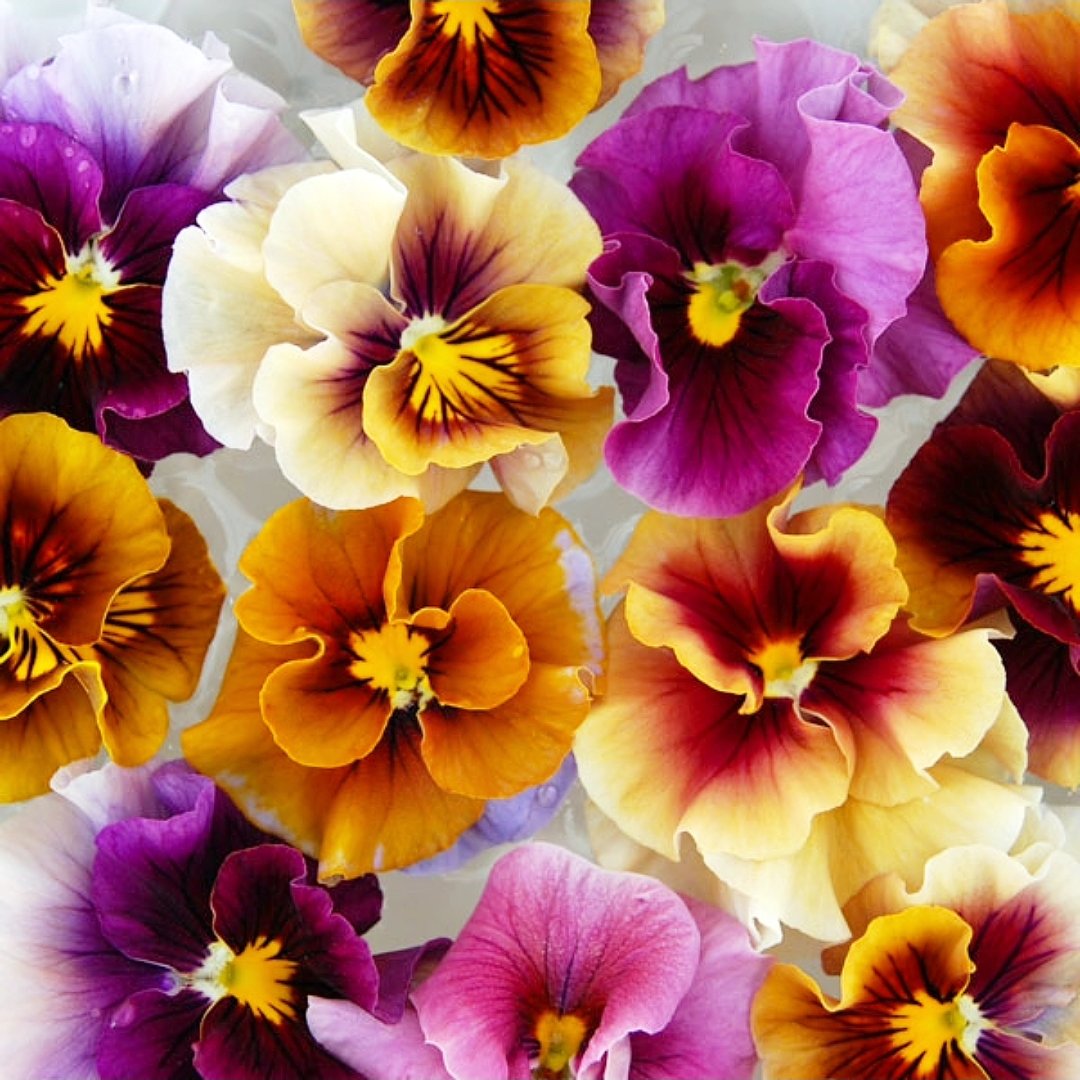 園芸ネット on X