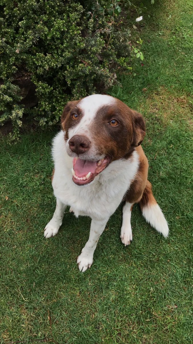 itsbambees's tweet photo. had to say goodbye to one of the bestest boys today. rest in peace 🩷 https://t.co/M7oJLuWfoz