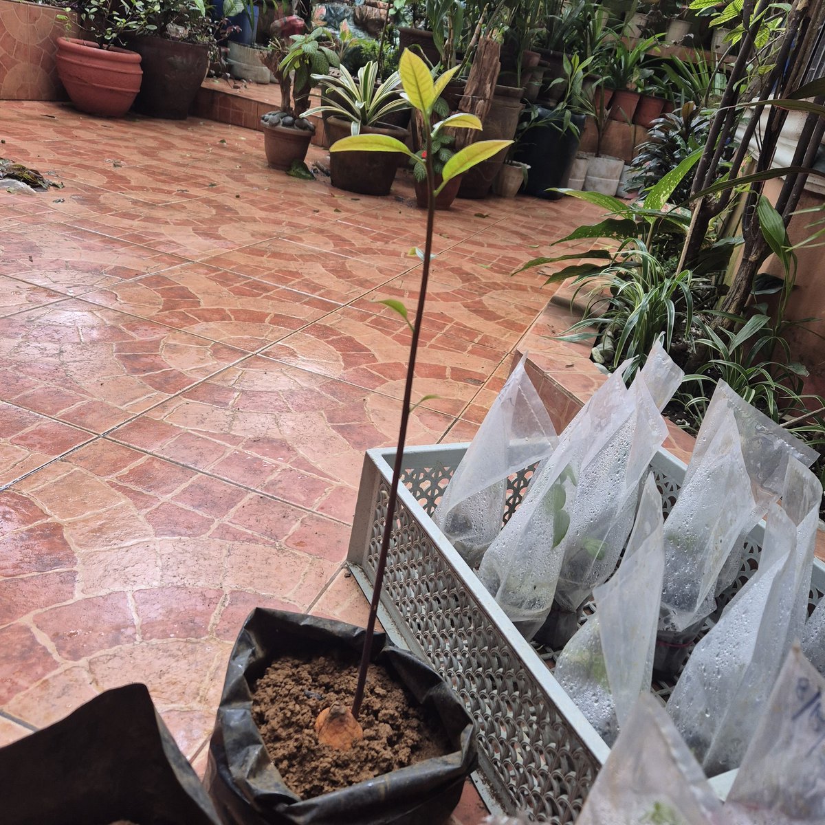 GusokugiArzel's tweet image. I planted these 2 avocado plants nearly 2 months ago as seeds. They're now sprouting. 🥰🥰🥰
#avocado #plantito