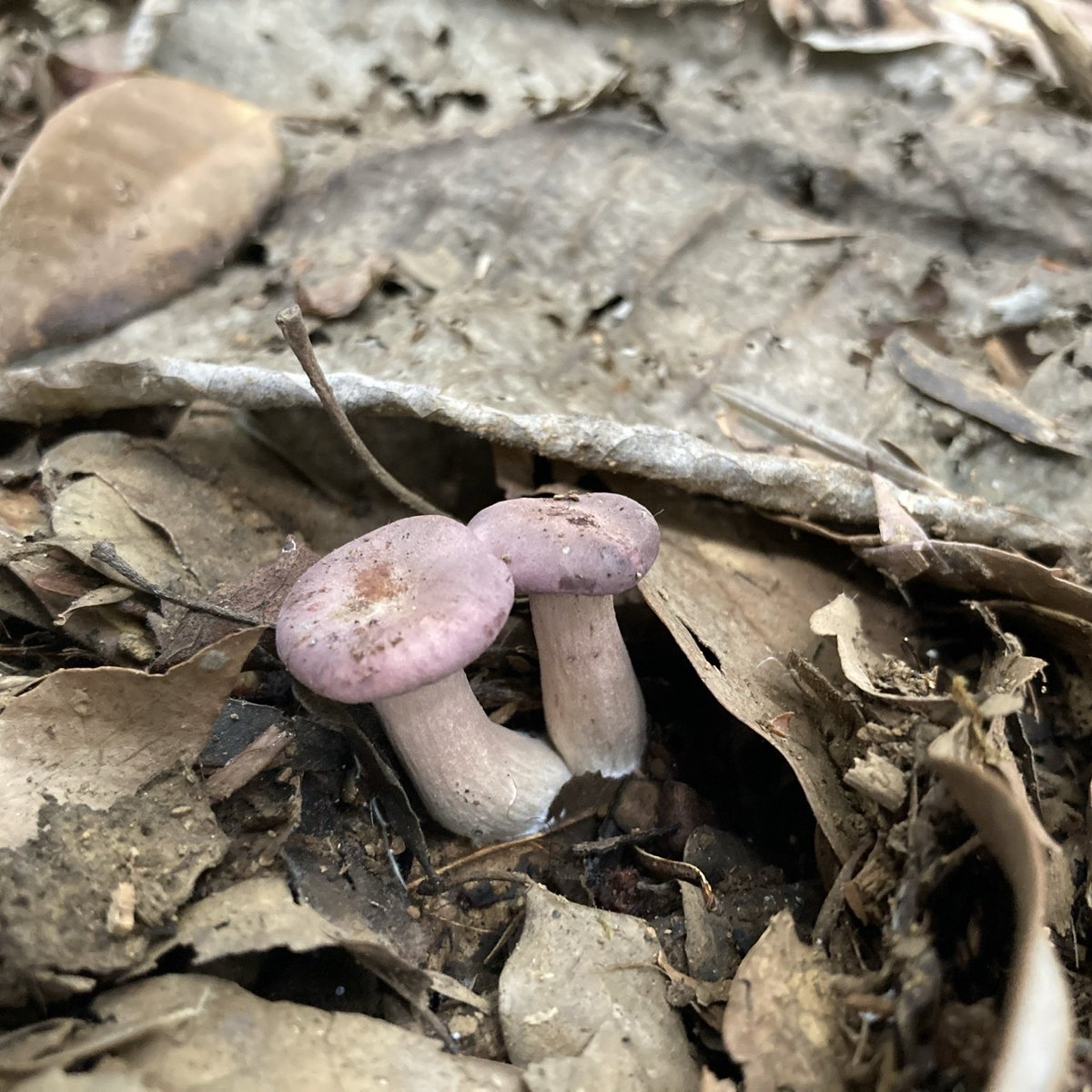 つきのこ ページ 役に立たないきのこ(妻)たまに(夫) on X