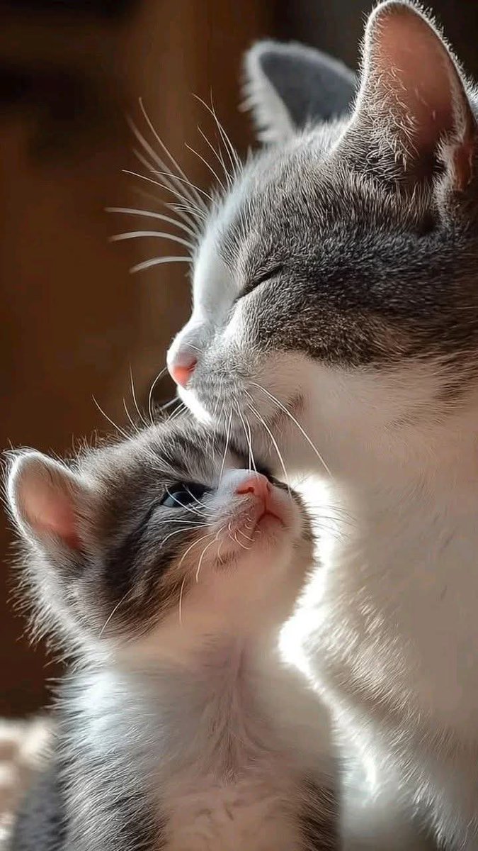 Günaydın...🐈☘️🌸
Mutlu gunler arkadaslar