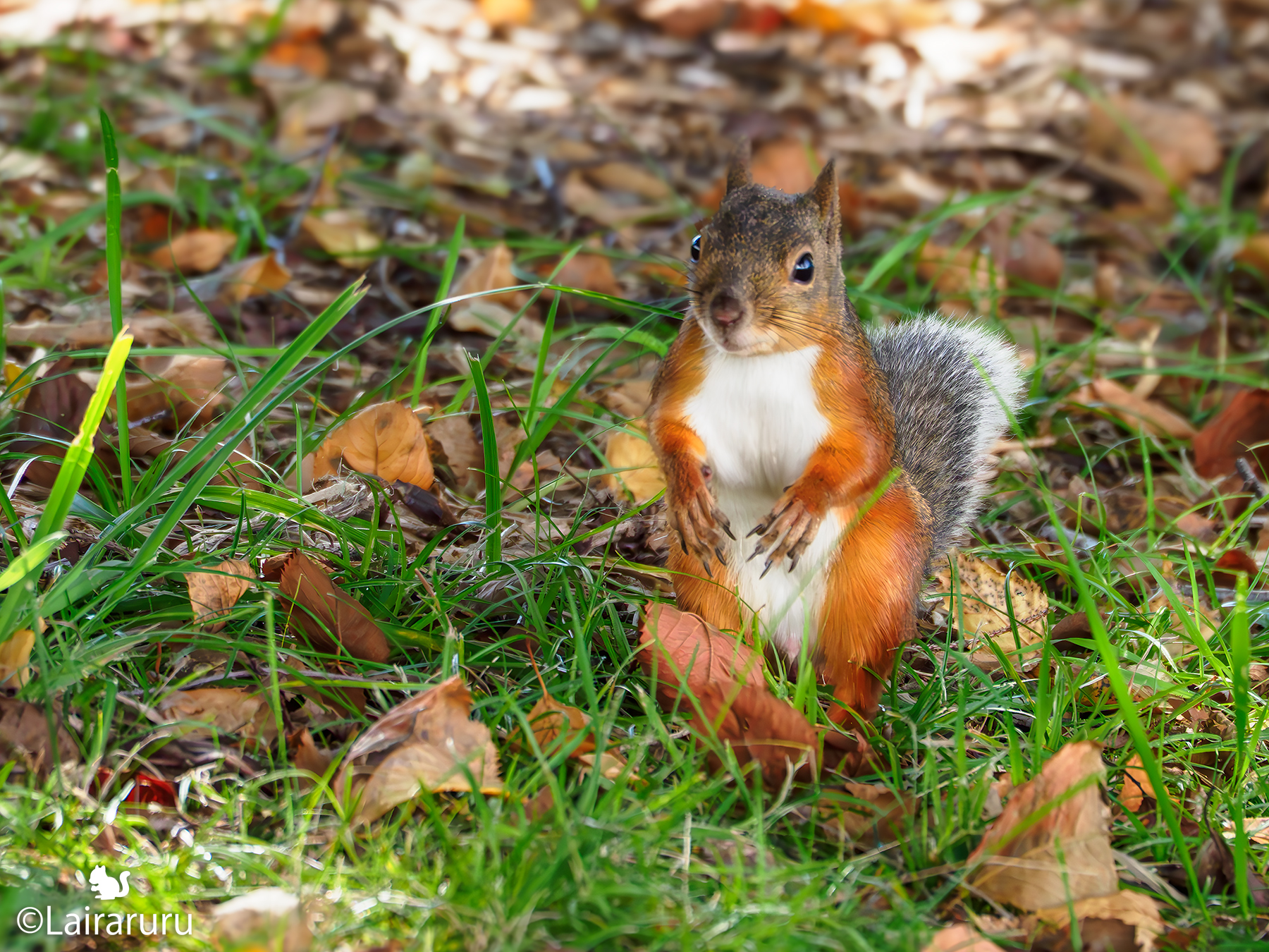 * vintage squirrel ♡ 可愛い おねだりリスさん vintage squirrel ♡ 可愛い おねだりリスさん Cute Squirrel