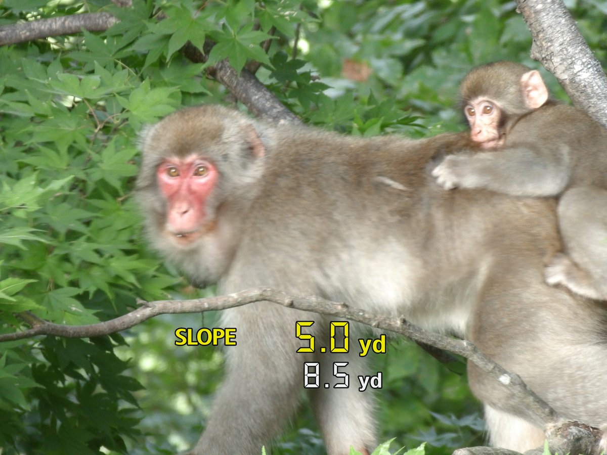 ゴルフ場に現れたお猿さん @天童ゴルフ倶楽部
Canon 距離計で撮影しました😅

総勢20頭ほどの団体さんです。
熊でなくてラッキーでした💦