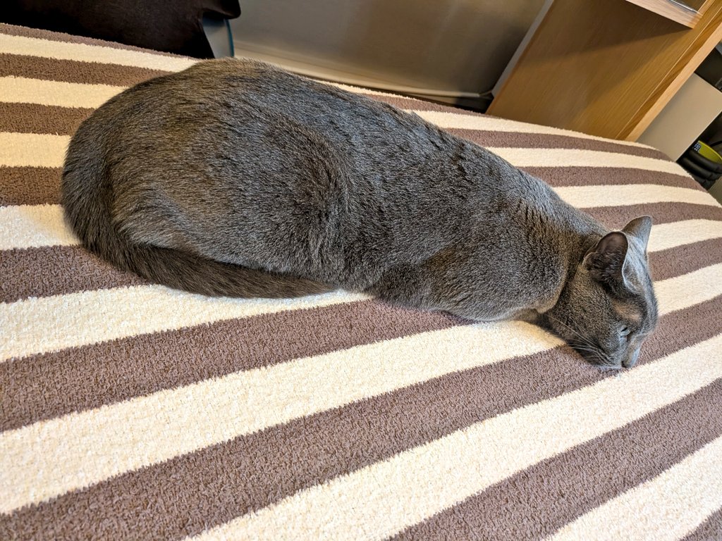 こんにちは

碧さま「_(　 _*´･ω･`*)_」

シマシマとのコントラストが良いですね( *˙ω˙*)و ｸﾞｯ!