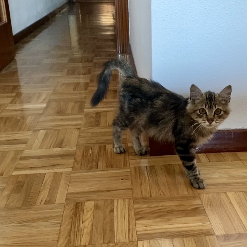 Jesús Pedro Rodríguez Herrero🌾🌻 tweet media