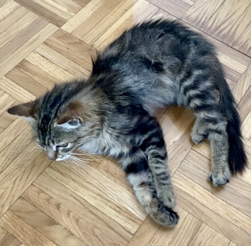 Jesús Pedro Rodríguez Herrero🌾🌻 tweet media