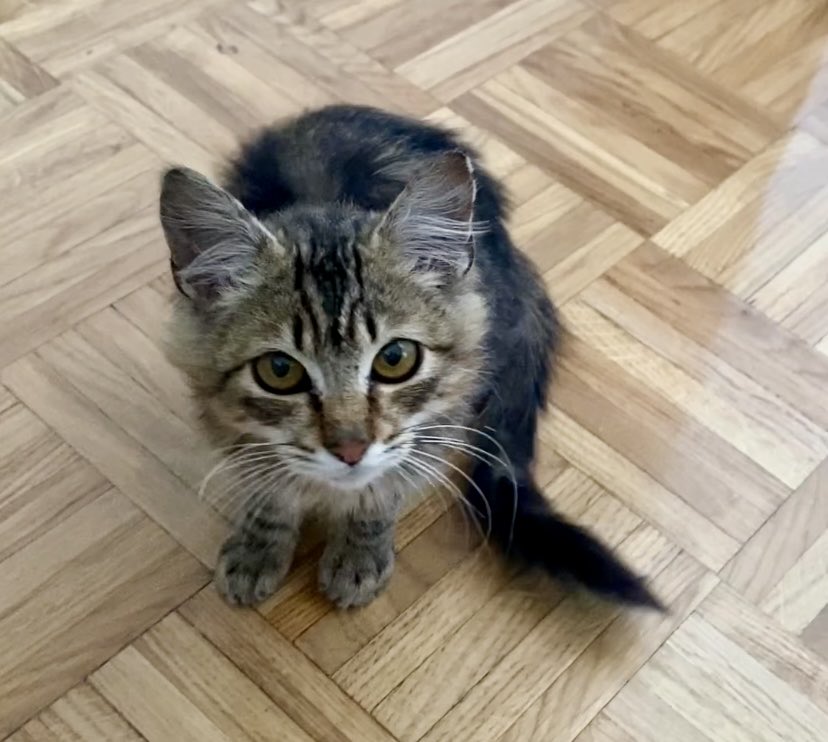 Jesús Pedro Rodríguez Herrero🌾🌻 tweet media