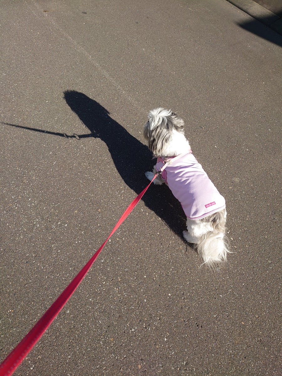 suzu_tan6's tweet photo. すっかり秋🍁
木々も色付き落ち葉も増え、北国の冬の訪れを告げる使者「雪虫」も飛び交い口にINしてくる季節ですね💦

昼間の散歩はポカポカ日差しで楽しそうです。

相変わらず絶対こっち見ないガール😁
影も可愛い❤️(←親バカ)

#シーズー 
#犬のいる暮らし https://t.co/g4kaxwVDaL