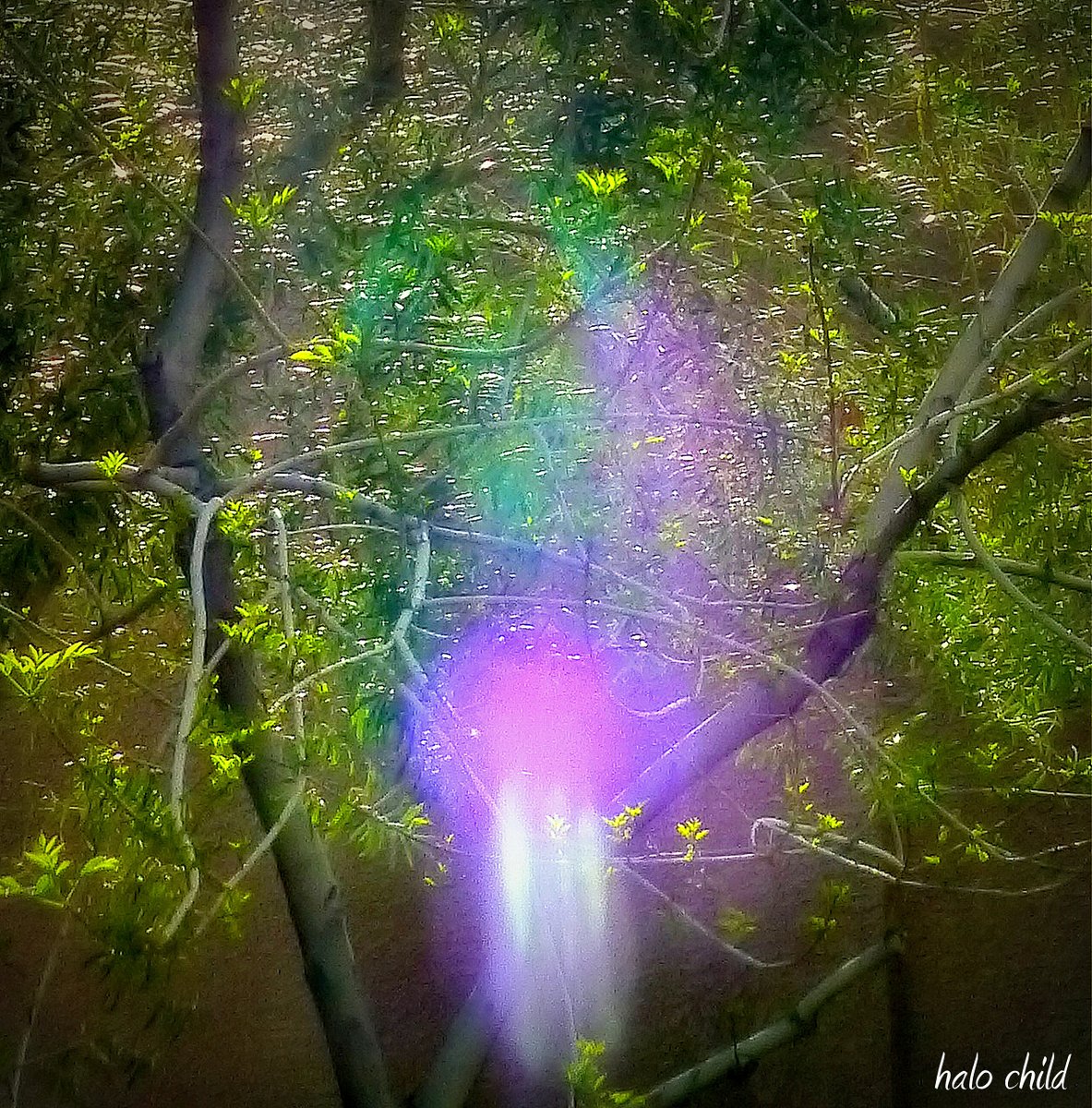 HalosEyes's tweet photo. Light Forms in all their Beauty https://t.co/X3tcg44fFJ