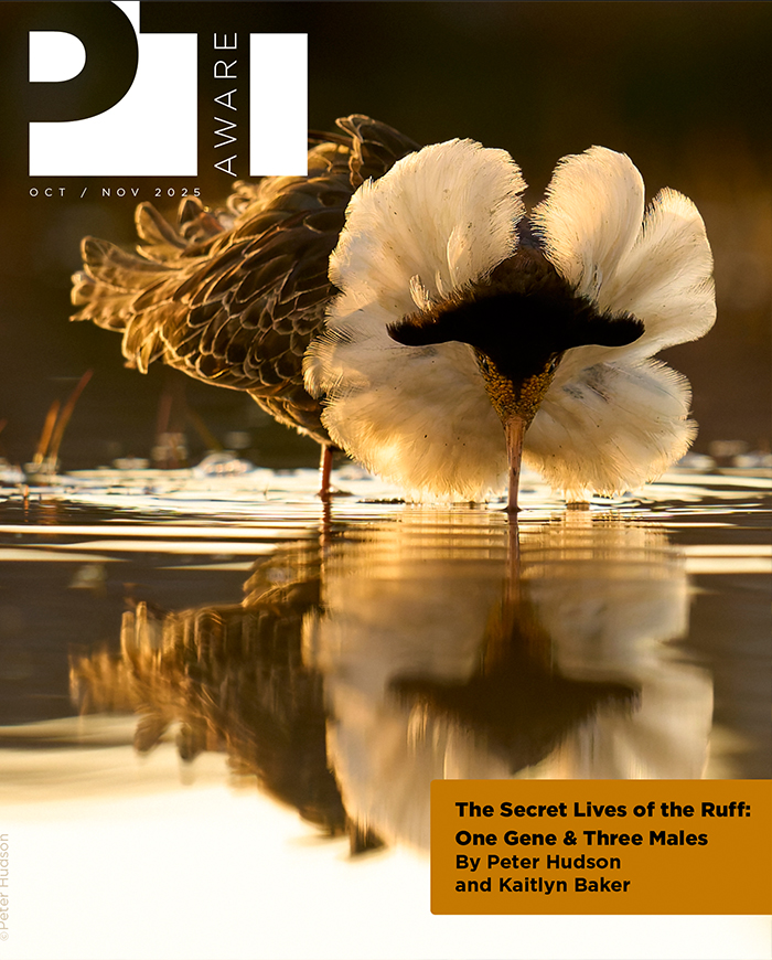 Our 37th edition of PT Aware is officially live!
pawstrailsmagazine.com/editions/pt-aw…
In this edition, The Secret Lives of the Ruff: One Gene &amp; Three Males, Dr. Peter Hudson and Kaitlyn Baker take readers deep into one of nature’s most fascinating evolutionary stories.
#Conservation #PTAware