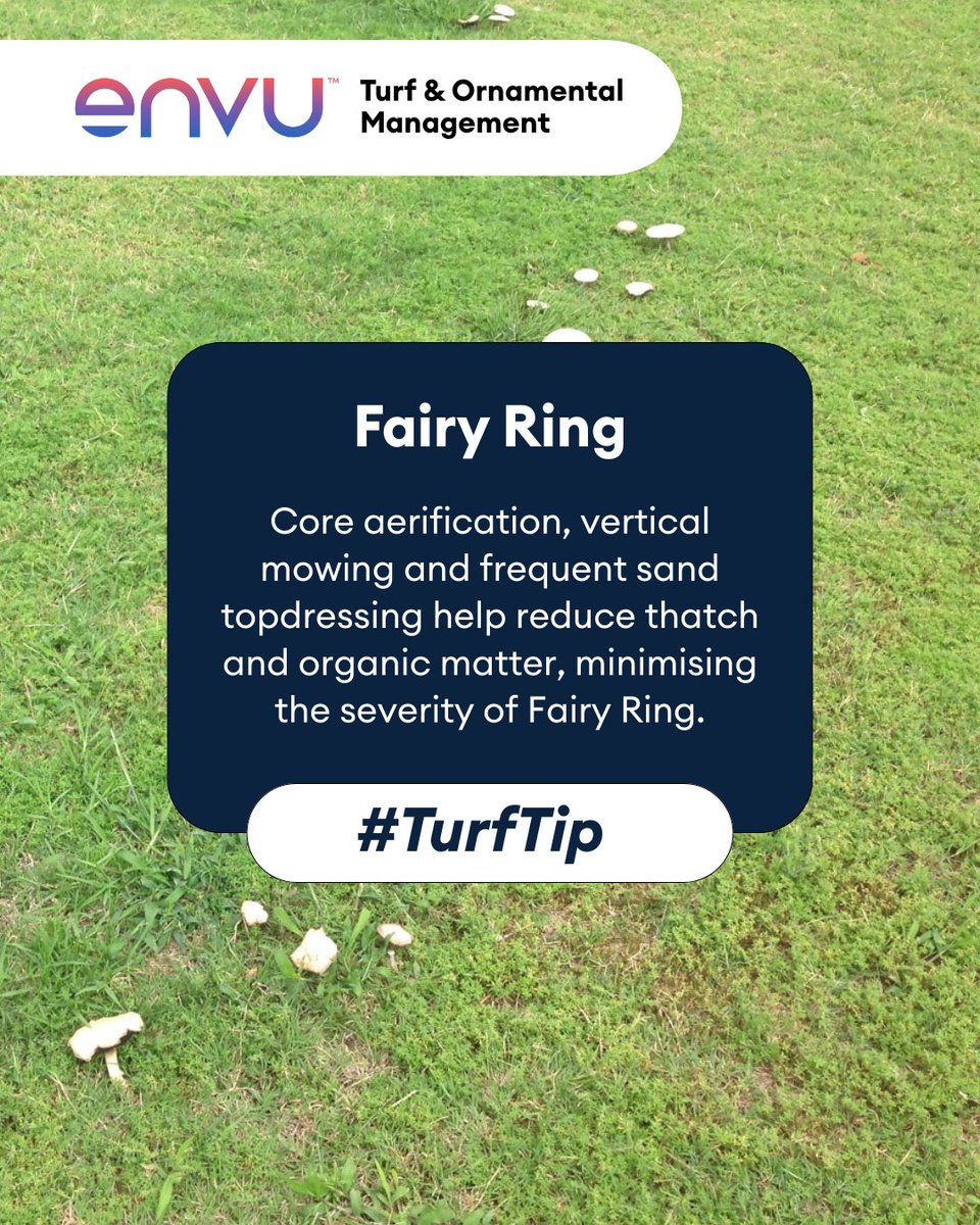 When left unmanaged, Fairy Ring can affect turf health and playability. Cultural practices are the first step in managing Fairy Ring. Find out more: go.envu.com/3ISRx0X