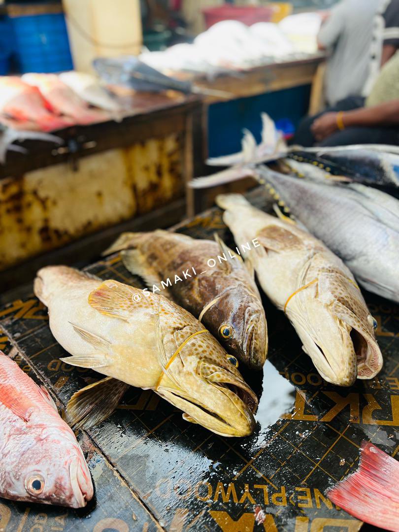 SamakiOnline's tweet photo. Always Fresh,Always Delicious!
Get your Premium Whole Grouper (Chewa) today at Tsh 17,000/kg.
✅ Big,juicy sizes from 3kg+ perfect for feasts and family meals!
Hurry,catch it while it’s fresh!
#FreshFish #GrouperFish #ChewaFish #PremiumSeafood #TanzaniaSeafood #SeafoodLovers https://t.co/lV3plb4Qcy