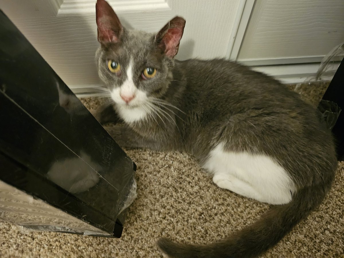 Ringo🌈, Neeko, Aether, Daxter, Sea Bass tweet media