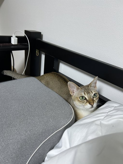 今の俺にはベッドと枕の間に挟まるネコチャンの画像をあげることしかできない 