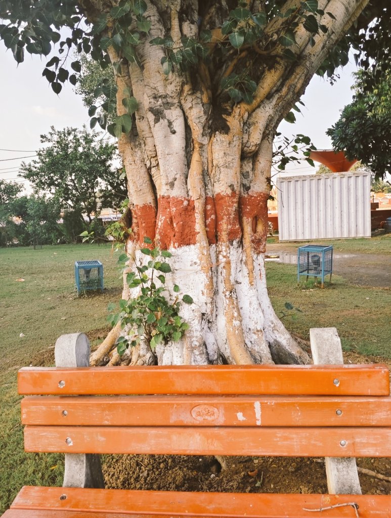Saphhire_Fire's tweet image. The bench beneath the peepal sighs,
waiting for footsteps that never arrive....

#thicktrunktuesday 
@keeper_of_books #TreeClub #TreeFriends