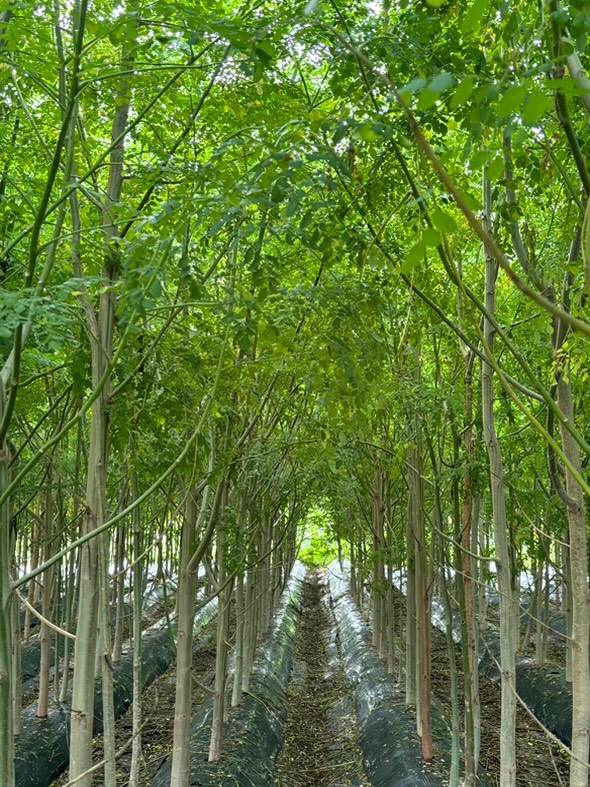 ALT_kuma's tweet photo. #熊本 に、奇跡の植物 #モリンガ で人生を切り拓いた女性がいます。

原因不明の病を乗り越え、自ら農家になった松永彩さん。

彼女の感動の物語と、モリンガのすごいパワー、熊本で買えるお店まで、詳しく紹介しています！
▼記事はこちら
https://t.co/3uB3bLemd8

#スーパーフード #農業女子 https://t.co/SNufkYa6Wu