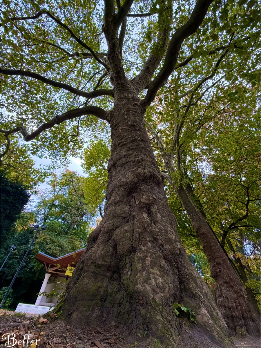 V_B_writes's tweet photo. “So, in the case of trees, being old doesn’t mean being weak, bowed, and fragile. Quite the opposite, it means being full of energy and highly productive.” - Peter Wohlleben.

Have a good day! 💚
#NaturePhotography #treepeople #thicktrunktuesday #writingcommunity https://t.co/9lyrZvS6aE