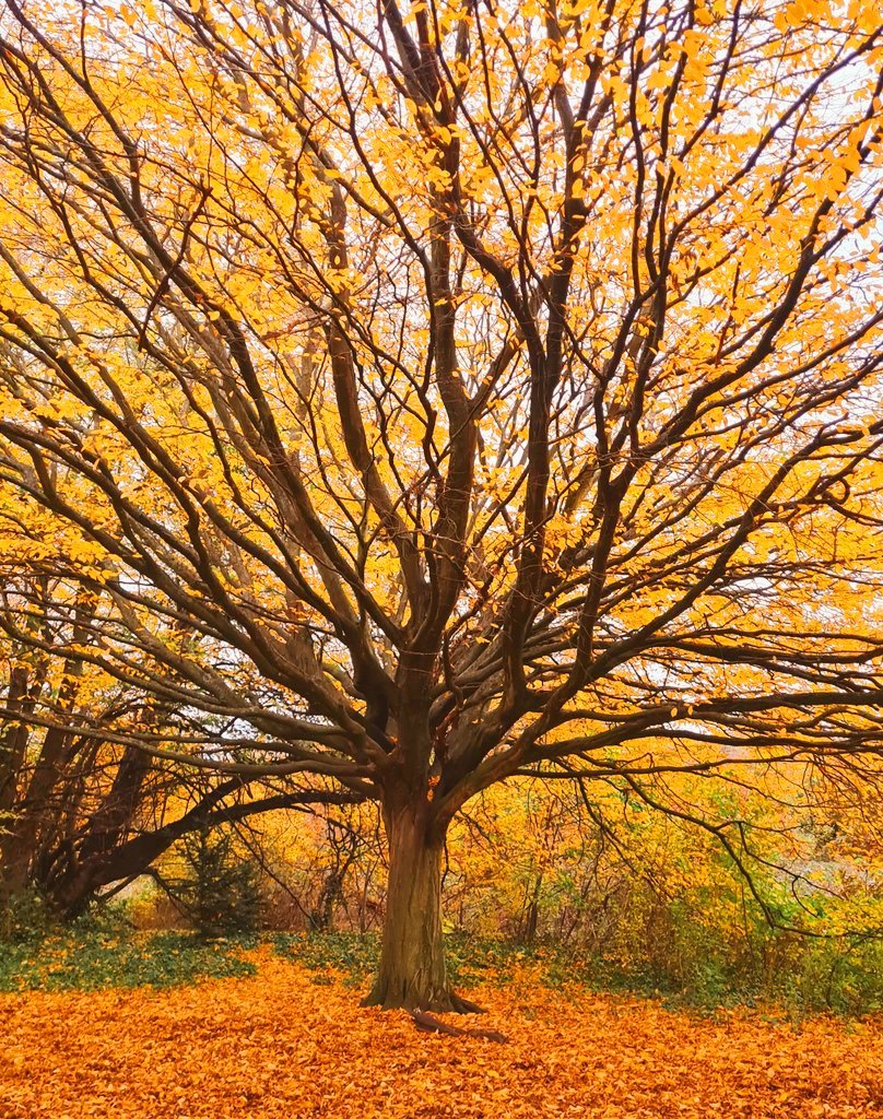 Goodmorning friends ☕️ ☕️ Happy #thicktrunktuesday 🍂❤️😍