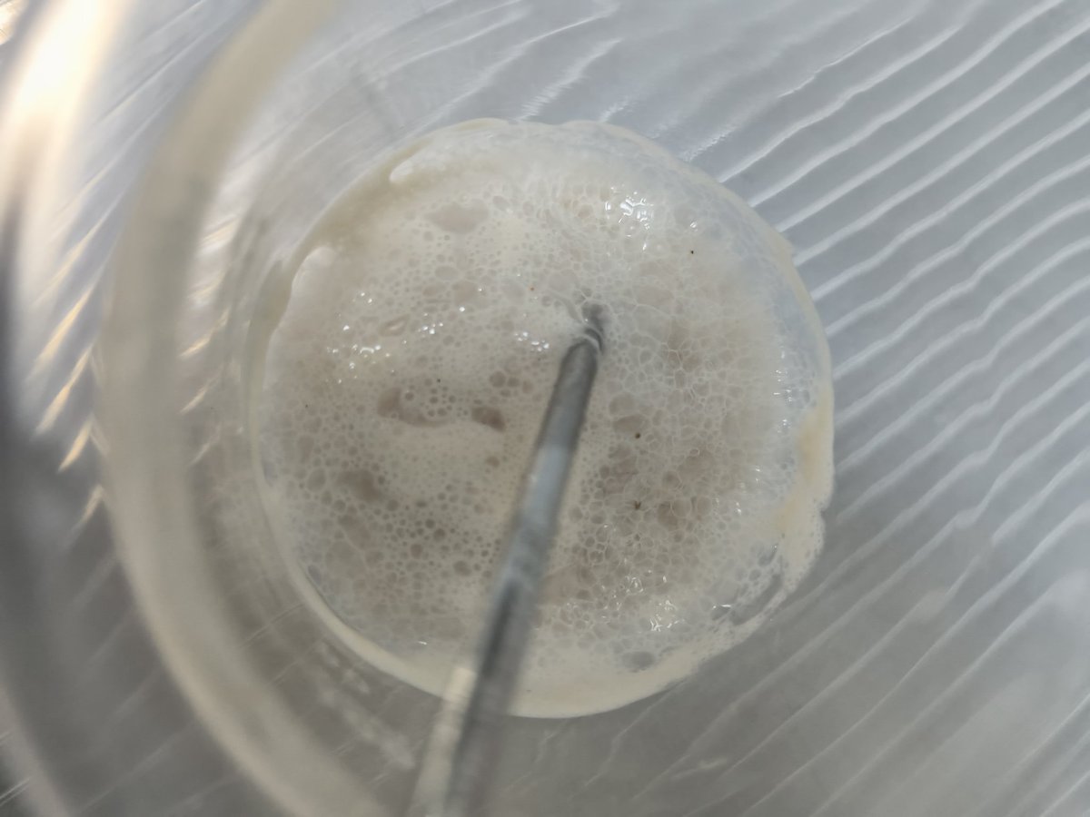 11日は🍇にほんまつぶどう予備校✏️の第10回でした。新しい生徒さんを1人迎えて収穫と防虫ネットの撤去作業が行われました。
 #にほんまつぶどう予備校