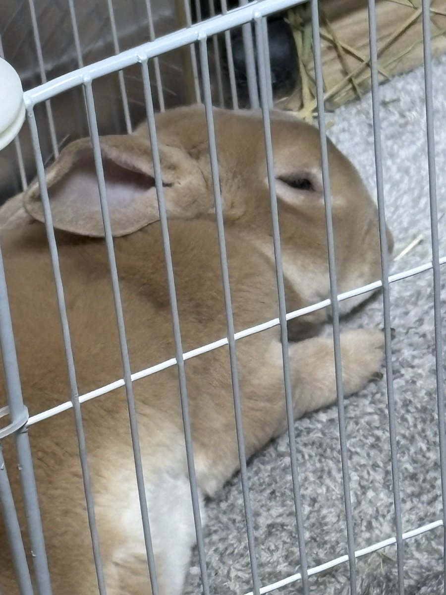 hapi_hapi's tweet image. æã
ã圌ã®åŒåžæ°ãã«ãŠã³ãããããšãããã
ããŸã«çœç®åããŠãŠã©ãã£ãšããã..ã
ããããããããã..ã
