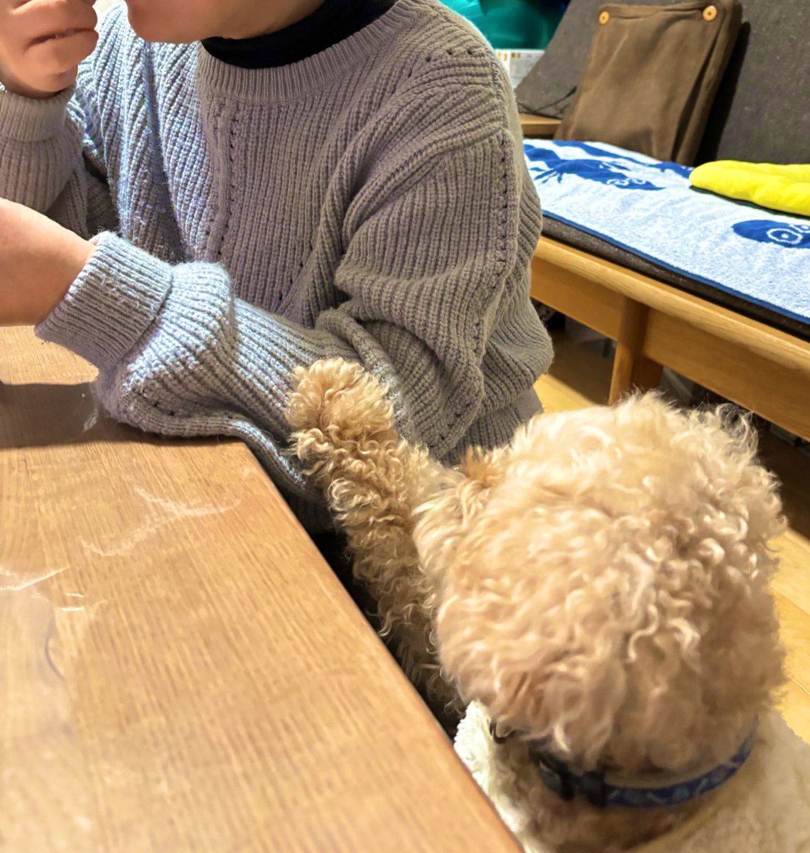 Dadadadako1's tweet photo. 子供の頃は「甘い芋」が大嫌いでしたが、アラフォーの今はすっかりお芋さんの虜です🍠去年の冬はせっせと干し芋作り冷凍保存し夏場も美味しくいただきました🫶🏻愛犬と一緒に食べられるのも嬉しいです！！(オイラも食べたいワン)1年分届いたらお芋パーティーしたいです🎉 https://t.co/90W5X8NOEM