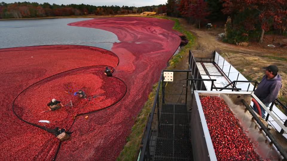 SinkProject's tweet image. In Massachusetts 🇺🇸, farmers restored 400 acres of old cranberry bogs into thriving wetlands — boosting carbon storage, flood resilience & biodiversity. 🌾
Turning legacy farmland into living climate solutions.
#NatureBasedSolutions #ClimateAction