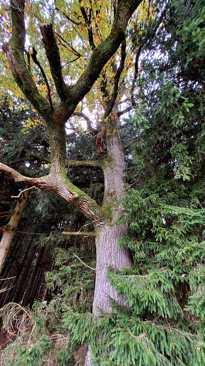 cumulusmoni's tweet image. 🌳💛🧡🌿🍂

#thicktrunktuesday #TreeClub #savetrees #saveforests