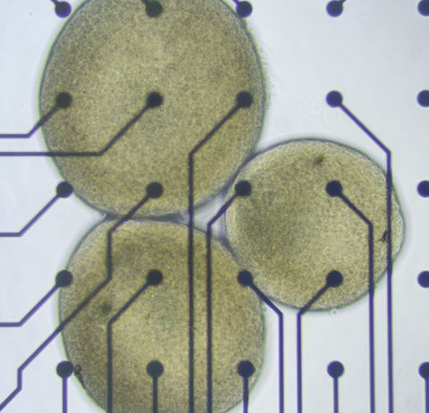 RenewableCNews's tweet image. FinalSpark Launches the First Remote Research Platform Using Human Neurons for Biocomputing renewable-carbon.eu/news/?p=169097 #artificialintelligence #biocomputing #bioeconomy #biotechnology #brainorganoids #cells #RenewableCarbon