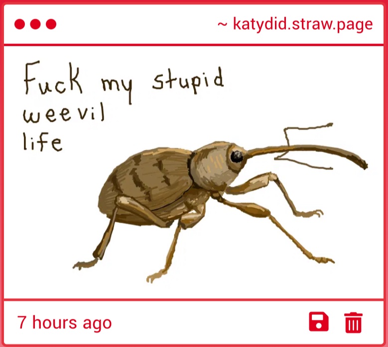 he's so pretty bless his beautiful weevil life