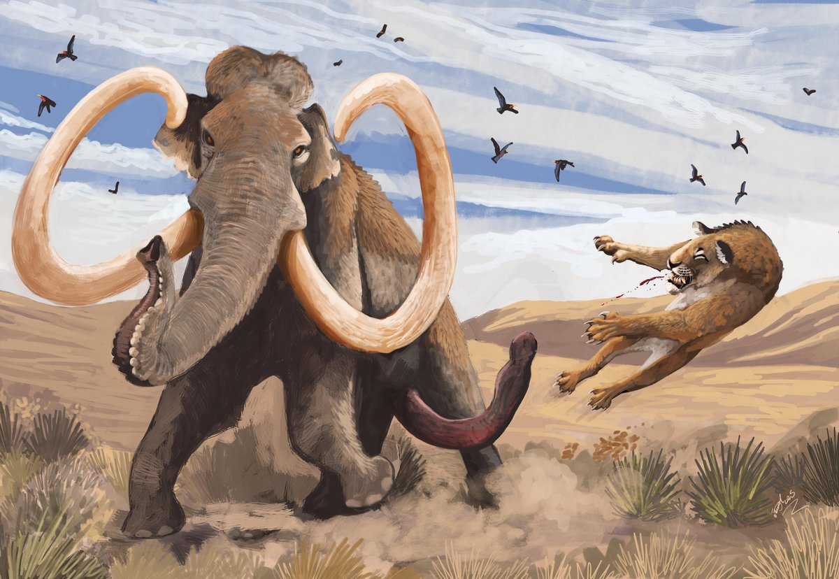 HodariNundu's tweet image. What's that you say? You've never seen paleoart of a mammoth yeeting a sabercat with its hind trunk, even tho modern elephants have huge prehensile weiners they use to swat flies, scratch, support themselves in uneven terrain and even grasp things? Now you have, you're welcome.
