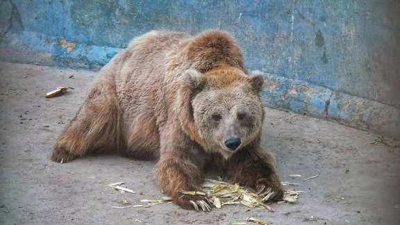Sindh High Court on our petition today has directed KMC and Karachi Zoo to shift Rano the Bear to Bear Sanctuary managed by the Islamabad Wildlife Management Board within two days without fail. 

KMC extended the argument that if the Bear is shifted it will impact the