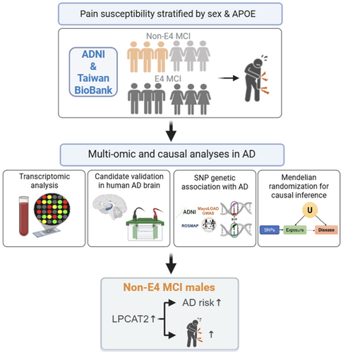 AgeingUK's tweet photo. Sex- and APOE Genotype–Dependent Pain Susceptibility and Alzheimer's Risk Mediated by the Lipid Metabolism Enzyme LPCAT2
#AgingResearch

https://t.co/MO7bEfwcmN https://t.co/TH7FNPklA0