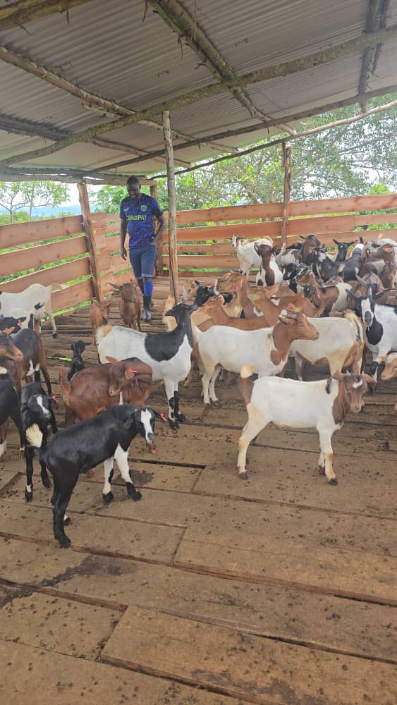 GUKELimited's tweet image. Did you know ๐๐๐๐
Goats are very intelligent and curious animals. Their inquisitive nature is exemplified in their constant desire to explore and investigate anything unfamiliar which they come across.
#Letslearntogether