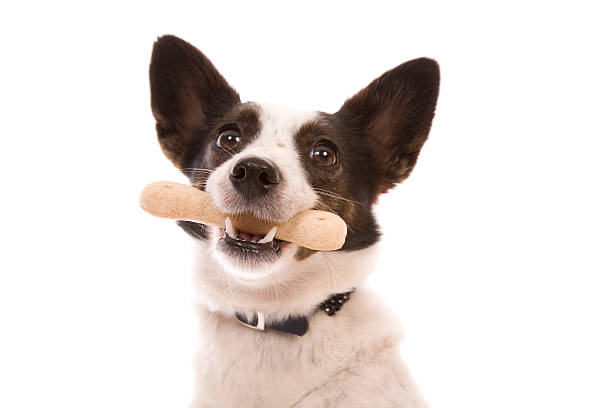DiscussingFish's tweet image. Leonardo Dicaprio claims it's possible to retrieve a treat from a dogs mouth after they've already swallowed it.
"You really just gotta get in there."
(Source: Unprompted)