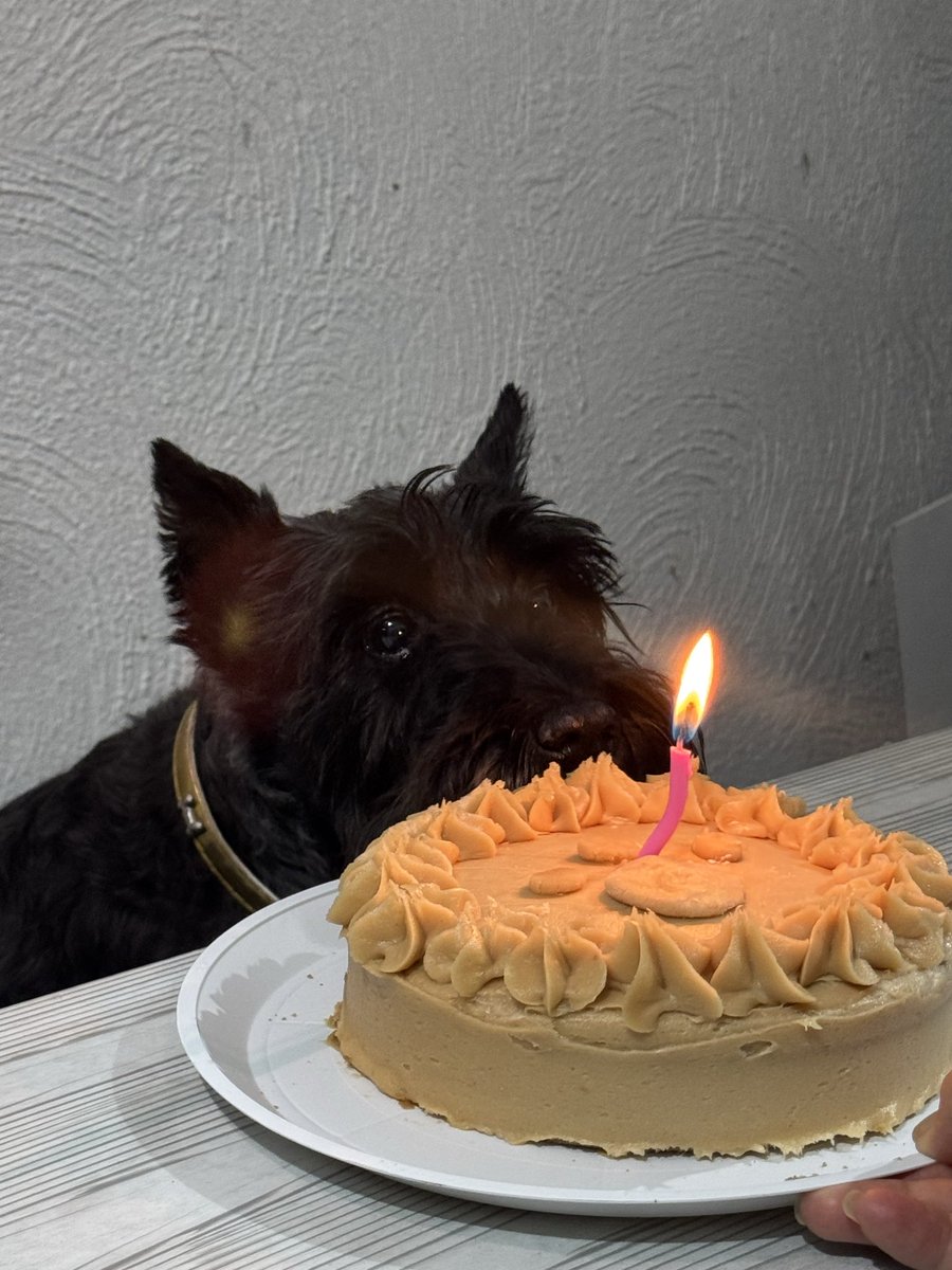 LuigiMuoz's tweet photo. Hoy cumplió 10 años la más niña de la casa. https://t.co/Snvz5XWRPM